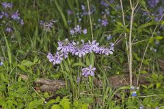 Wild Blue Phlox, Phlox divaricata