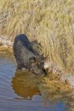Wild Boar, Sus scrofa