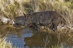 Wild Boar, Sus scrofa