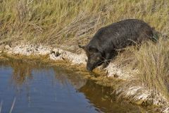 Wild Boar, Sus scrofa