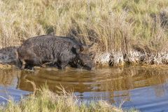 Wild Boar, Sus scrofa