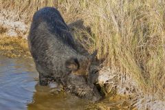 Wild Boar, Sus scrofa