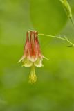 Wild Columbine, Aquilegia canadensis