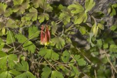 Wild Columbine, Aquilegia canadensis