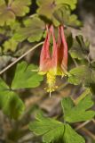 Wild Columbine, Aquilegia canadensis