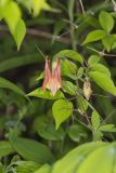 Wild Columbine, Aquilegia canadensis
