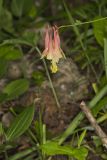 Wild Columbine, Aquilegia canadensis