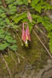 Wild Columbine, Aquilegia canadensis