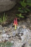Wild Columbine, Aquilegia canadensis