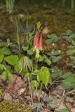 Wild Columbine, Aquilegia canadensis