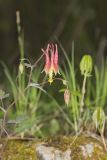 Wild Columbine, Aquilegia canadensis