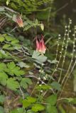 Wild Columbine, Aquilegia canadensis