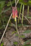 Wild Columbine, Aquilegia canadensis
