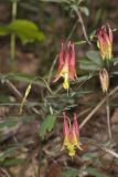 Wild Columbine, Aquilegia canadensis
