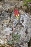 Wild Columbine, Aquilegia canadensis