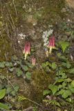 Wild Columbine, Aquilegia canadensis