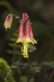 Wild Columbine, Aquilegia canadensis