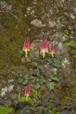 Wild Columbine, Aquilegia canadensis