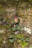 Wild Columbine, Aquilegia canadensis
