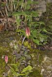 Wild Columbine, Aquilegia canadensis