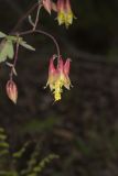 Wild Columbine, Aquilegia canadensis