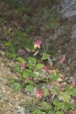 Wild Columbine, Aquilegia canadensis