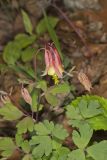 Wild Columbine, Aquilegia canadensis