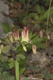 Wild Columbine, Aquilegia canadensis