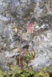 Wild Columbine, Aquilegia canadensis