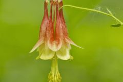 Wild Columbine, Aquilegia canadensis