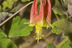 Wild Columbine, Aquilegia canadensis