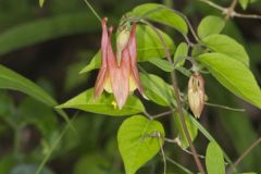Wild Columbine, Aquilegia canadensis