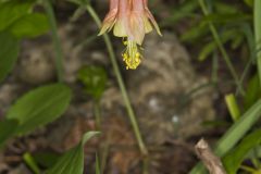 Wild Columbine, Aquilegia canadensis