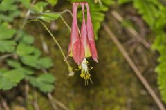 Wild Columbine, Aquilegia canadensis