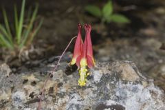 Wild Columbine, Aquilegia canadensis Wild Columbine, Aquilegia canadensis