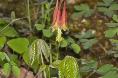 Wild Columbine, Aquilegia canadensis