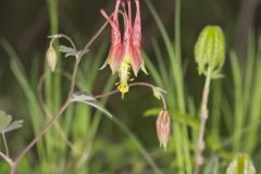 Wild Columbine, Aquilegia canadensis