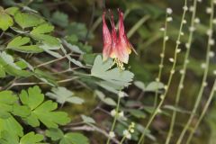 Wild Columbine, Aquilegia canadensis Wild Columbine, Aquilegia canadensis