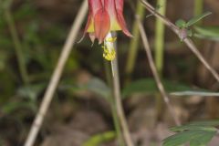 Wild Columbine, Aquilegia canadensis