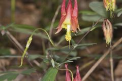 Wild Columbine, Aquilegia canadensis