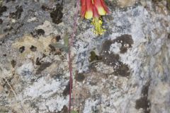 Wild Columbine, Aquilegia canadensis