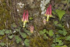 Wild Columbine, Aquilegia canadensis