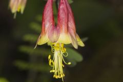 Wild Columbine, Aquilegia canadensis
