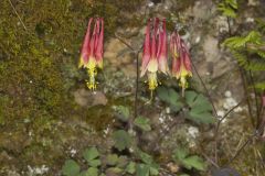 Wild Columbine, Aquilegia canadensis