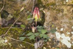 Wild Columbine, Aquilegia canadensis