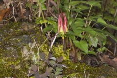 Wild Columbine, Aquilegia canadensis