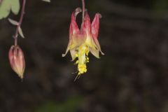 Wild Columbine, Aquilegia canadensis