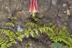 Wild Columbine, Aquilegia canadensis