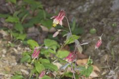 Wild Columbine, Aquilegia canadensis