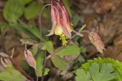 Wild Columbine, Aquilegia canadensis